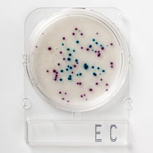 Compact Dry EC E.coli & Koliform Sayımı