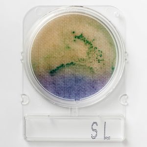 Compact Dry SL Salmonella Var/Yok Testi