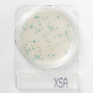 Compact Dry X-SA Staphylococcus Aureus Sayımı